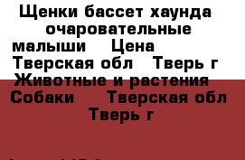 Щенки бассет-хаунда, очаровательные малыши! › Цена ­ 25 000 - Тверская обл., Тверь г. Животные и растения » Собаки   . Тверская обл.,Тверь г.